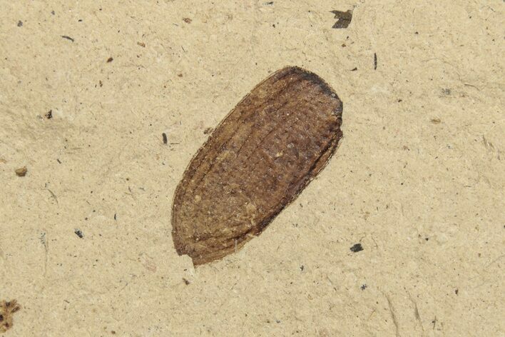 Fossil Beetle (Coleoptera) Elytron - Bois d’Asson, France #254220
